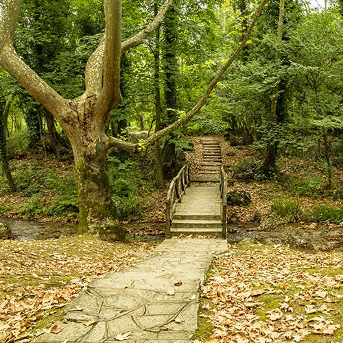 Nature Walk Pathway